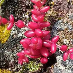 Arcamyrtus Séjour à la campagne